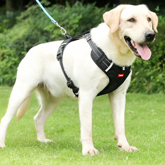 EasyWalk Dog Harness Australia – No Pull & Reflective