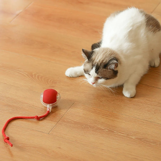 Cat Toy Ball with Tail – Interactive Fun for Aussie Cats